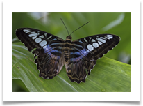 Butterfly (Clipper)  - Richard Nicholls